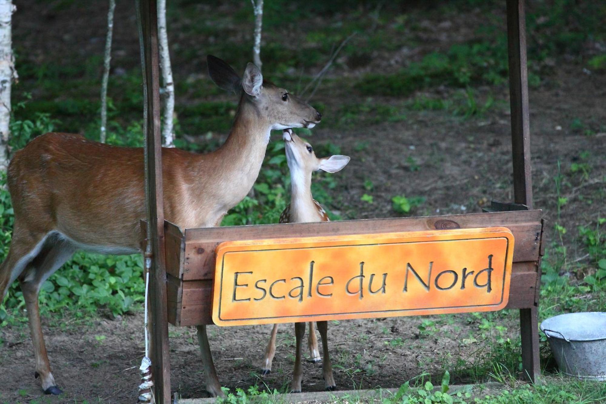 Escale Du Nord Mont-Tremblant Exterior foto